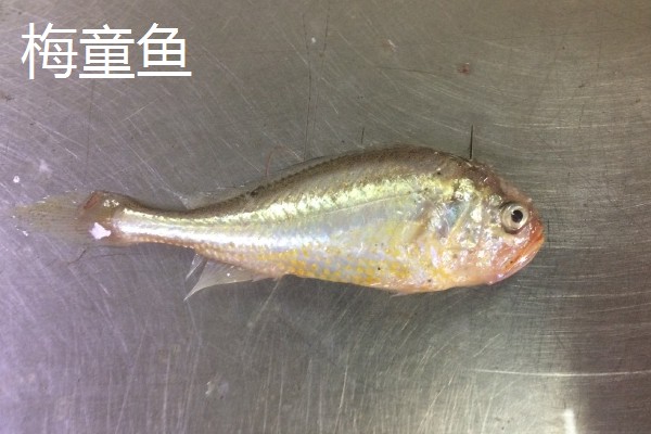 梅童鱼和小黄鱼的区别