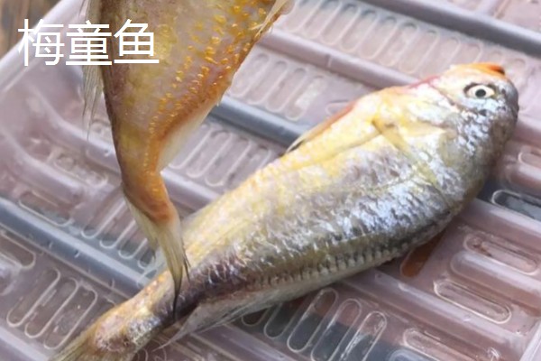 梅童鱼和小黄鱼的区别