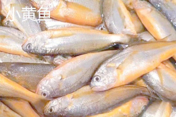 梅童鱼和小黄鱼的区别