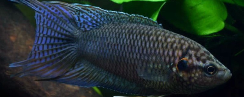 香港黑叉尾斗鱼是什么鱼？