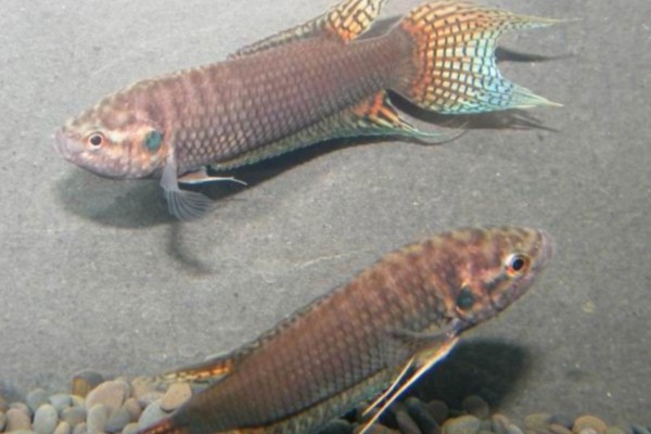 香港黑叉尾斗鱼是什么鱼？