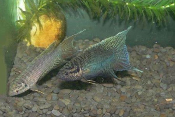 香港黑叉尾斗鱼是什么鱼？