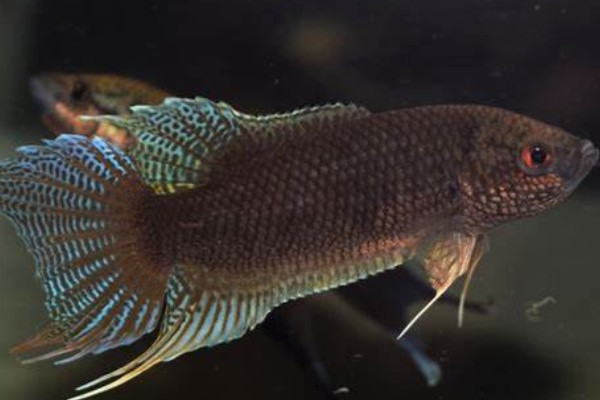 香港黑叉尾斗鱼是什么鱼？