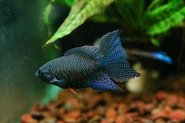 越南黑叉尾斗鱼是什么鱼？