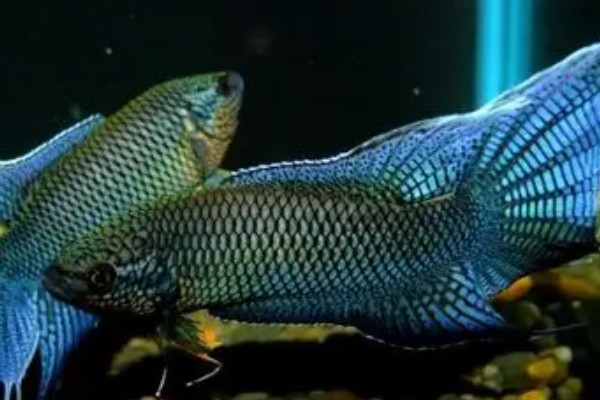 越南黑叉尾斗鱼是什么鱼？