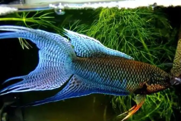 越南黑叉尾斗鱼是什么鱼？