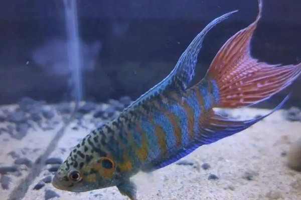 红蓝叉尾斗鱼是什么鱼？