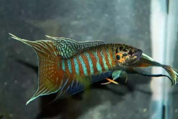 红蓝叉尾斗鱼是什么鱼？