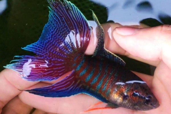 红蓝叉尾斗鱼是什么鱼？