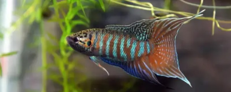 红蓝叉尾斗鱼是什么鱼？