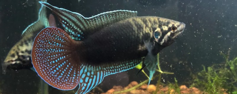 圆尾斗鱼是什么鱼？