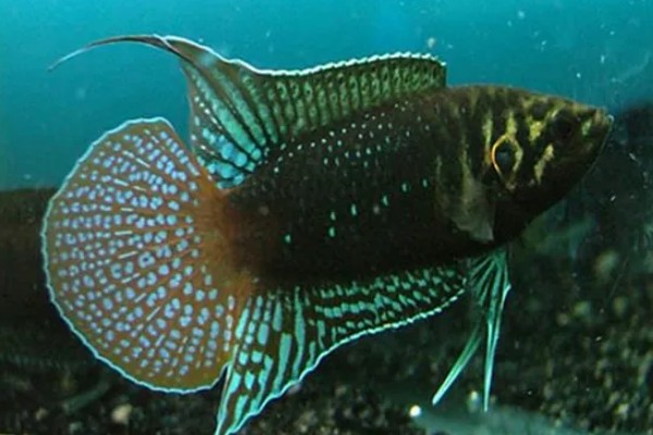 圆尾斗鱼是什么鱼？