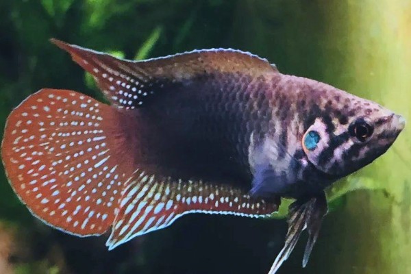 圆尾斗鱼是什么鱼？