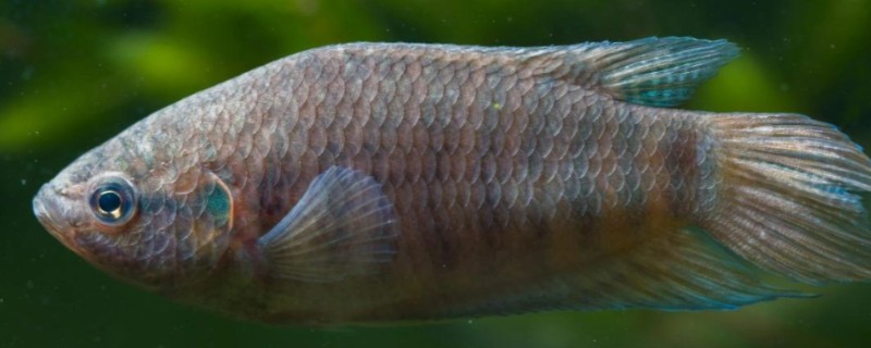 叉尾斗鱼是什么鱼？