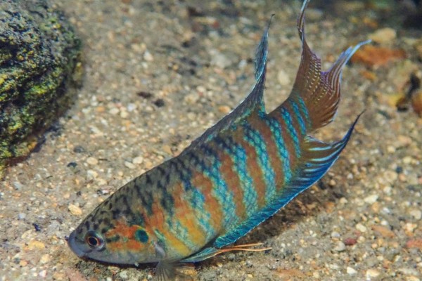 叉尾斗鱼是什么鱼？