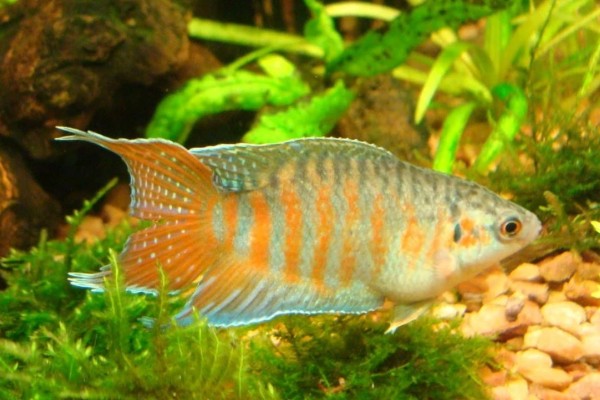 叉尾斗鱼是什么鱼？