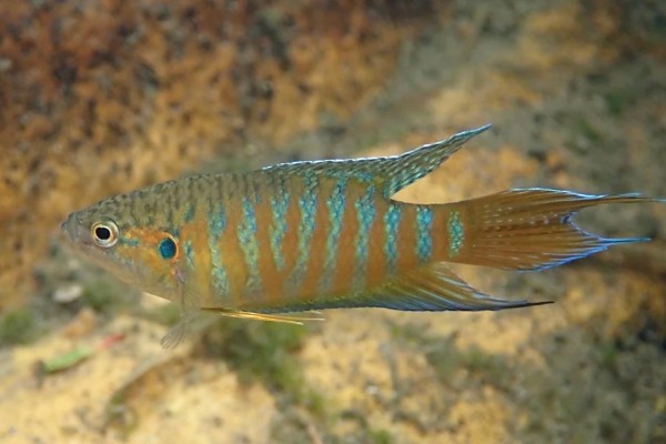 叉尾斗鱼是什么鱼？