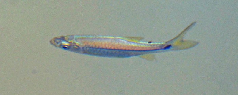 帕氏波鱼是什么鱼？