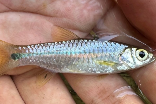 帕氏波鱼是什么鱼？