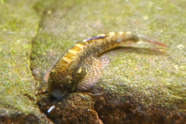 长须华平鳅是什么鱼？