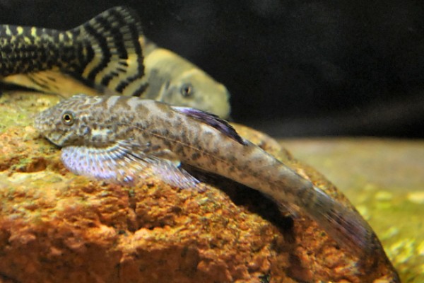 长须华平鳅是什么鱼？