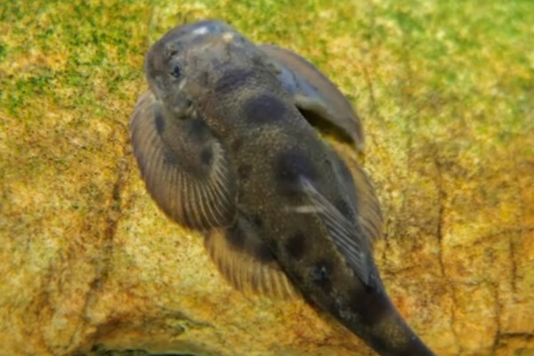 长尾后平鳅是什么鱼？