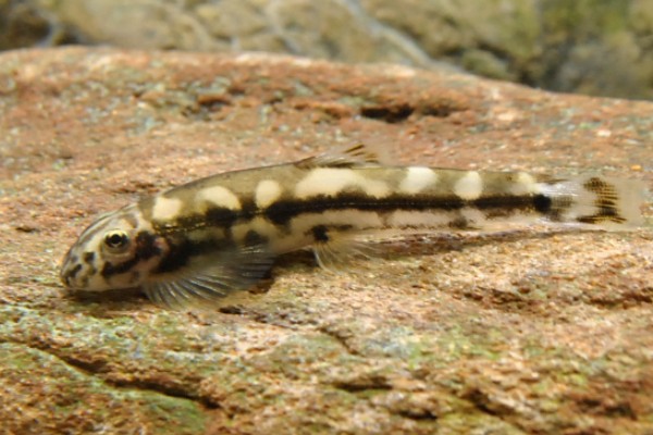 长须华平鳅是什么鱼？