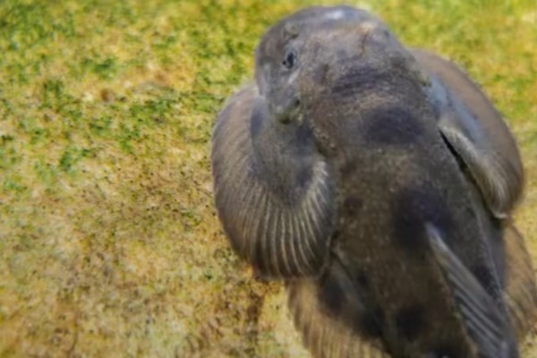 长尾后平鳅是什么鱼？