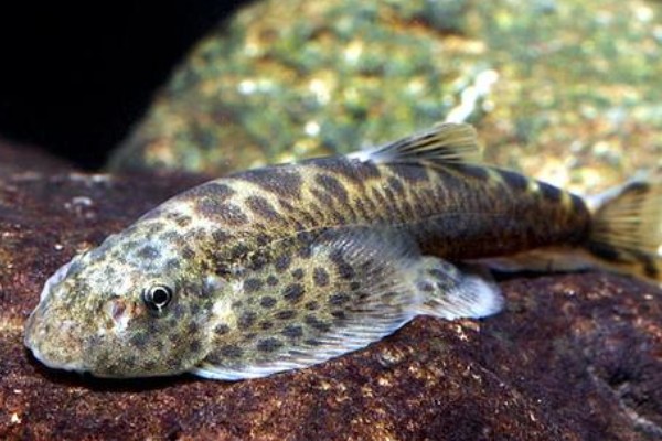 长尾后平鳅是什么鱼？