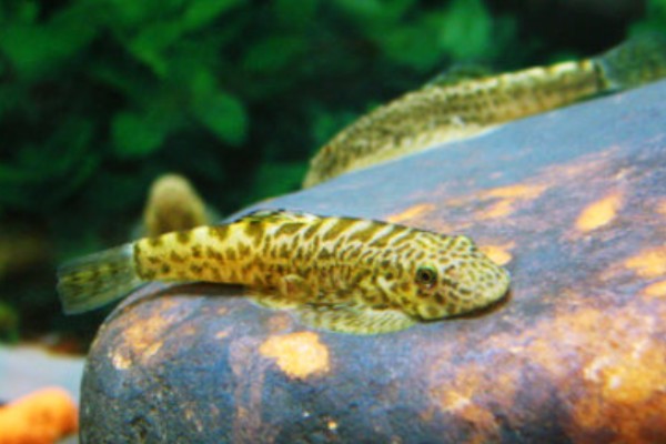 钝吻拟平鳅是什么鱼？