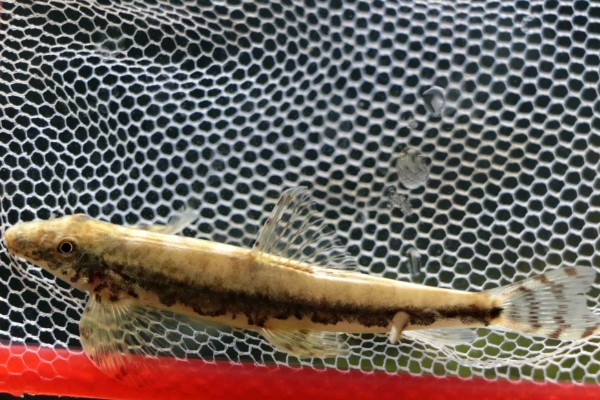 纵带平鳅是什么鱼？