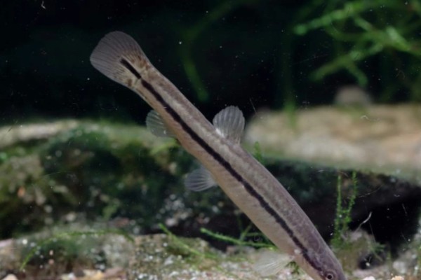 纵带平鳅是什么鱼？