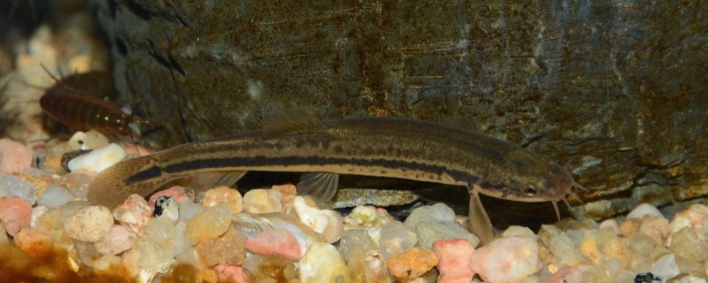 纵带平鳅是什么鱼？