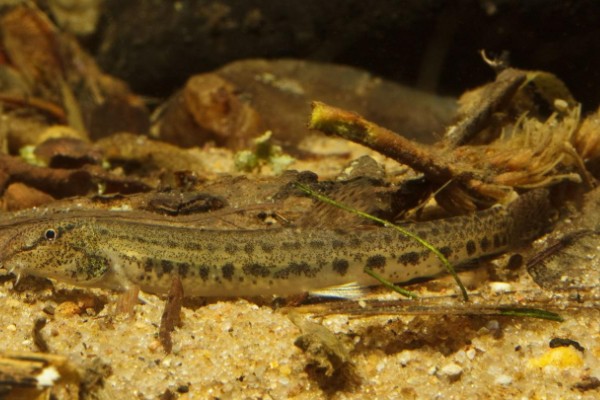 纵带平鳅是什么鱼？