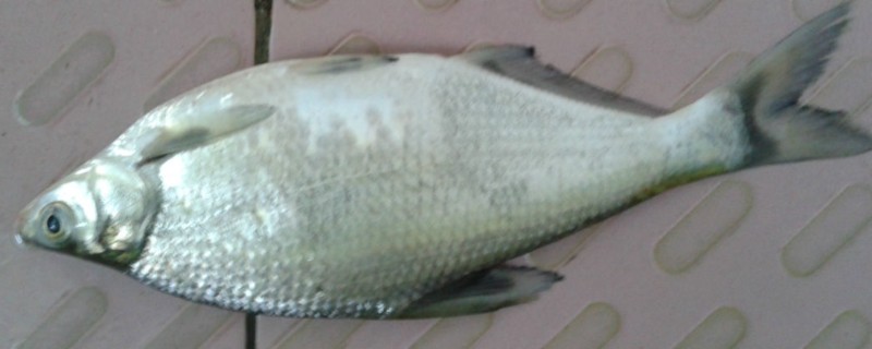 扁体原鲌是什么鱼?