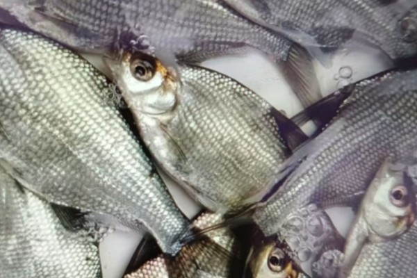 扁体原鲌是什么鱼？