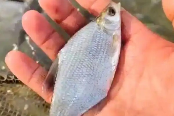 扁体原鲌是什么鱼？