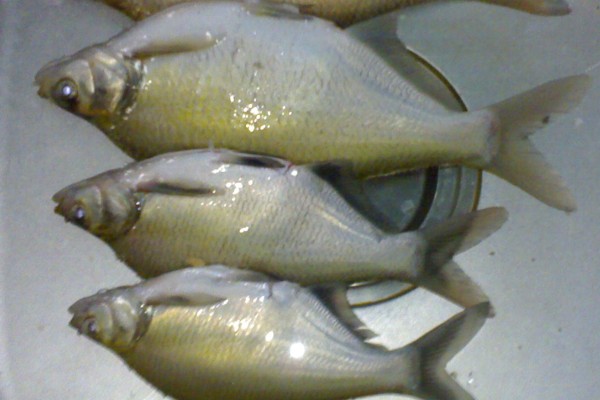 扁体原鲌是什么鱼？