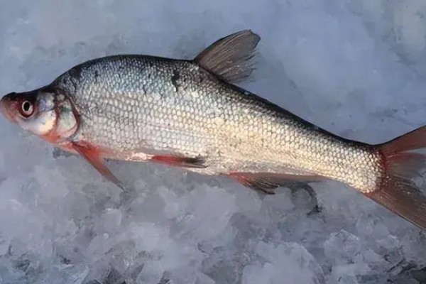 尖头鲌是什么鱼?