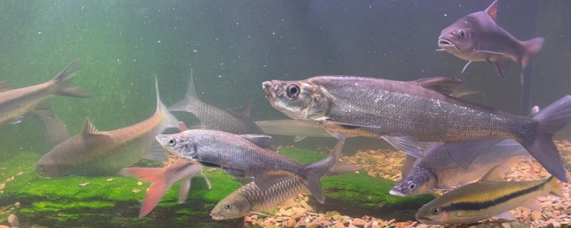 尖头鲌是什么鱼?