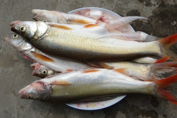 尖头鲌是什么鱼?