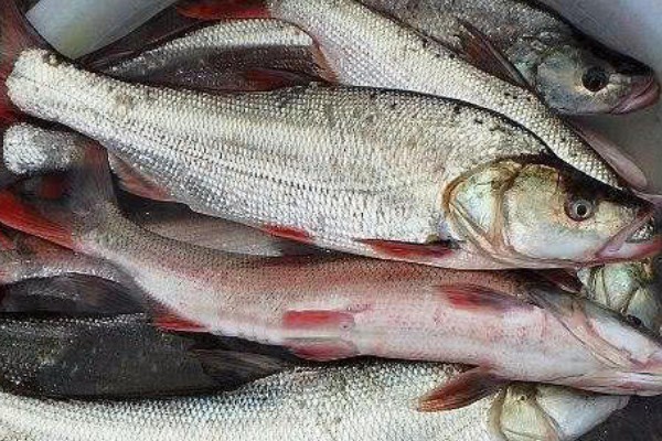 尖头鲌是什么鱼?