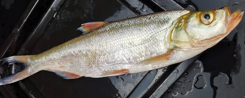 雅砻白鱼是什么鱼?