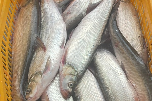 雅砻白鱼是什么鱼？