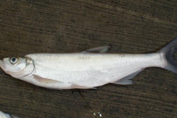 雅砻白鱼是什么鱼？