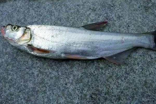 雅砻白鱼是什么鱼？