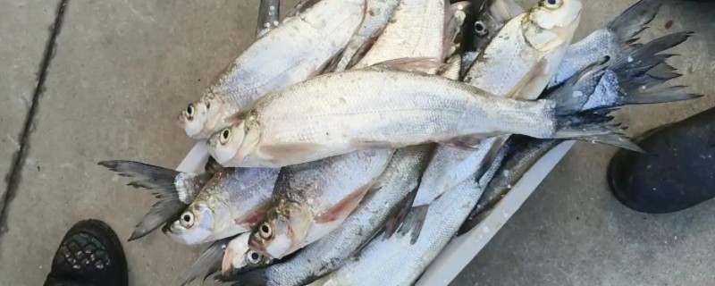 阳宗白鱼是什么鱼?