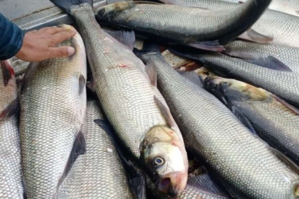 阳宗白鱼是什么鱼？