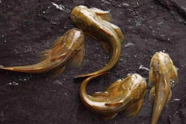 汉水后平鳅是什么鱼？