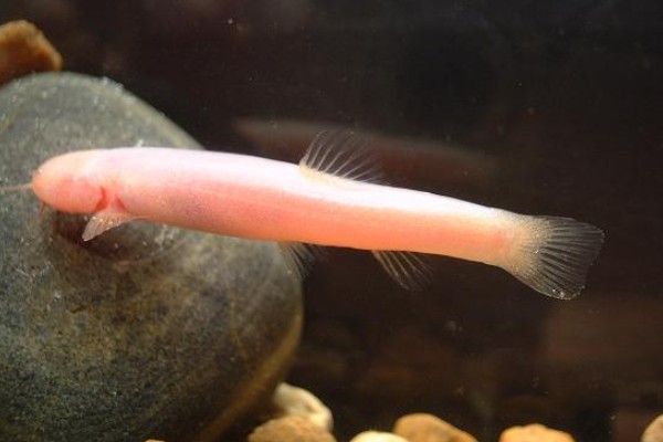 无眼平鳅是什么鱼？